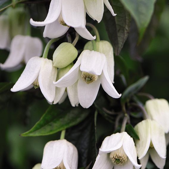 Clematis urophylla 'Winter Beauty'