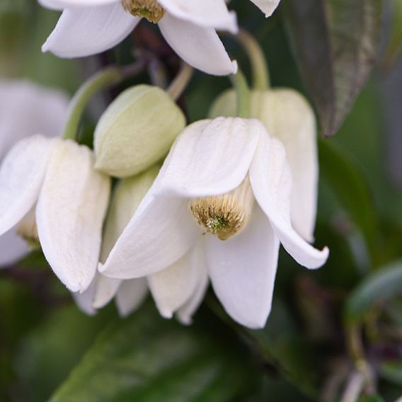 Clematis urophylla 'Winter Beauty'