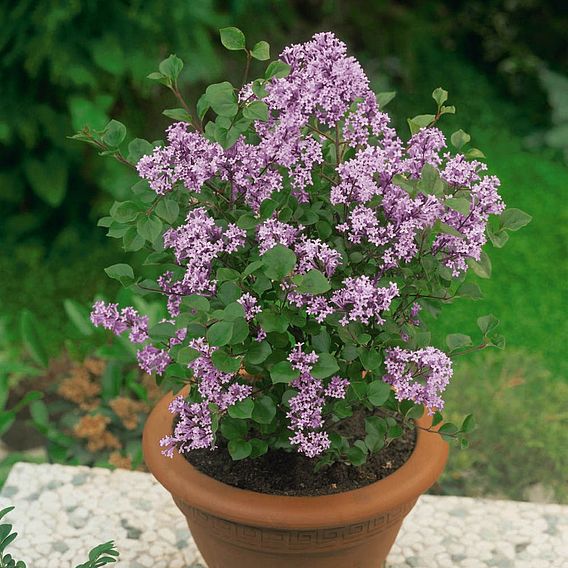 Lilac 'Palibin' (standard)