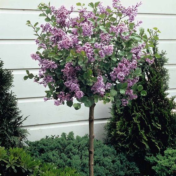 Lilac 'Palibin' (standard)