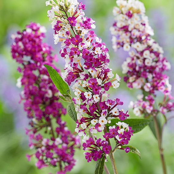 Buddleja 'Berries and Cream'