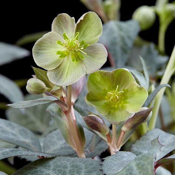 Helleborus sternii Silver Dollar