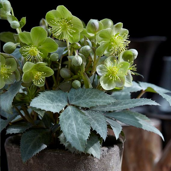 Helleborus sternii Silver Dollar