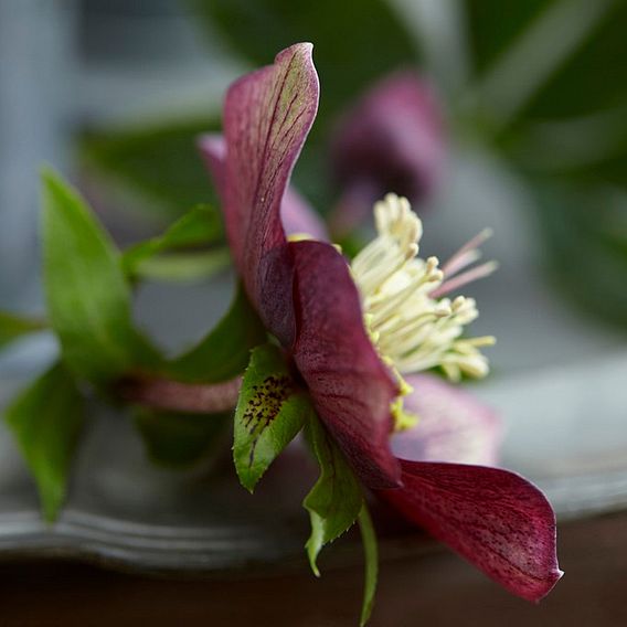 Hellebore 'Hello Ruby'