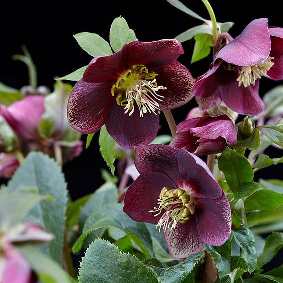 Hellebore 'Hello Ruby'