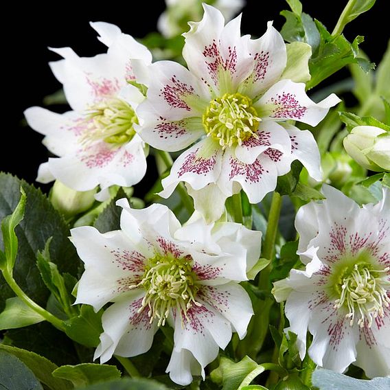 Hellebore 'Hello Pearl'