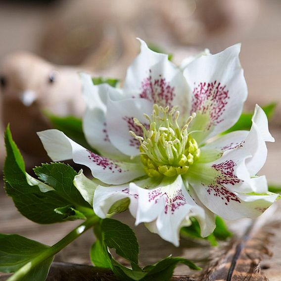 Helleborus orientalis Plant Hello Pearl