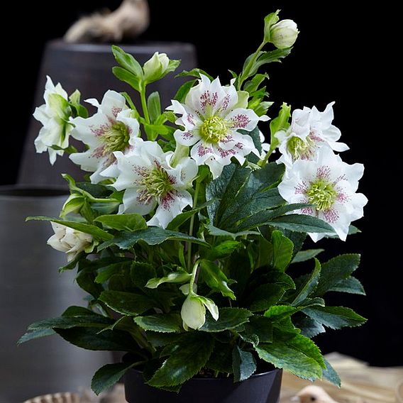 Helleborus orientalis Plant Hello Pearl