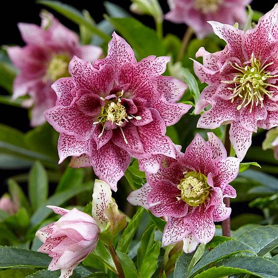 Hellebore 'Hello Amber'