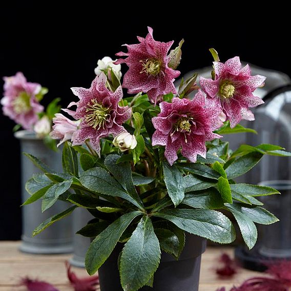 Hellebore 'Hello Amber'