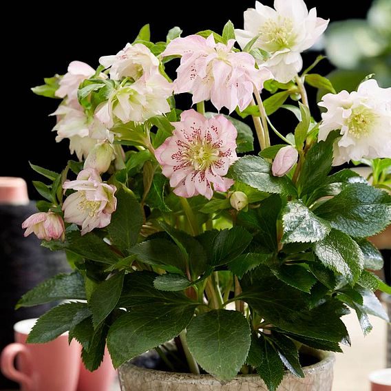 Hellebore 'Double Ellen Pink'