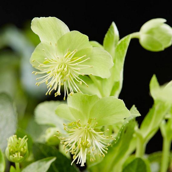 Hellebore 'Green Marble'