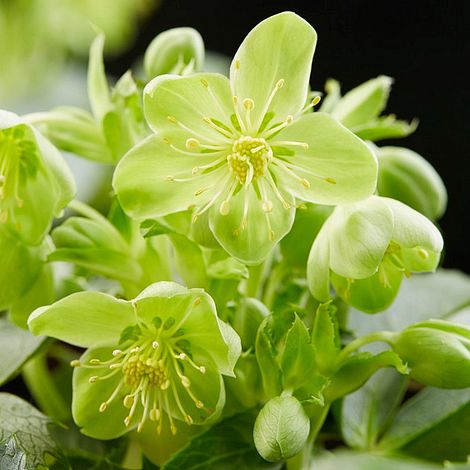 Hellebore 'Silver Lace'