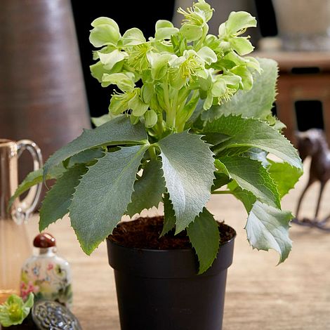 Hellebore 'Silver Lace'