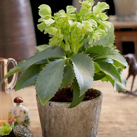 Hellebore 'Silver Lace'