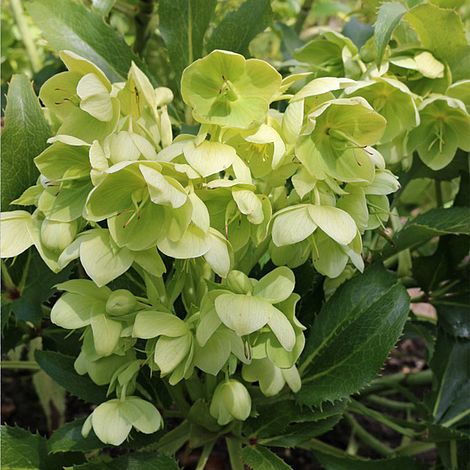 Hellebore argutifolius