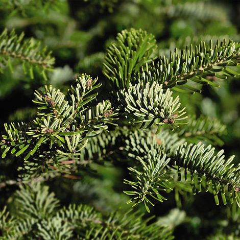 Abies Nordmanniana