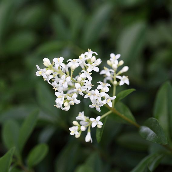 Ligustrum vulgare (Hedging)