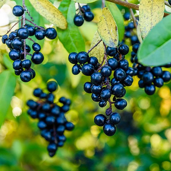 Ligustrum vulgare (Hedging)