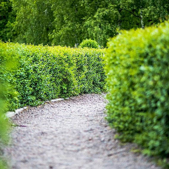 Ligustrum vulgare (Hedging)