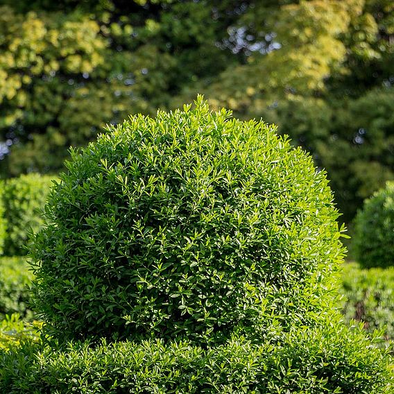 Ligustrum vulgare