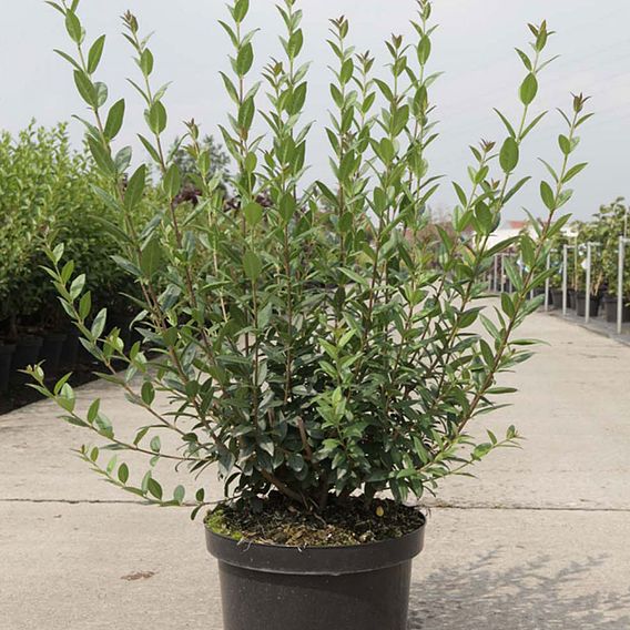 Ligustrum vulgare