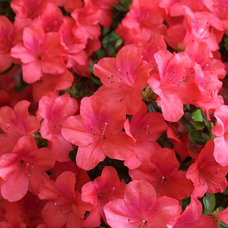 Rhododendron 'Marilee' (Azalea Group)