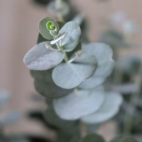 Eucalyptus gunnii 'Azura'