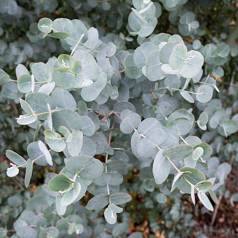 Eucalyptus gunnii 'Azura'