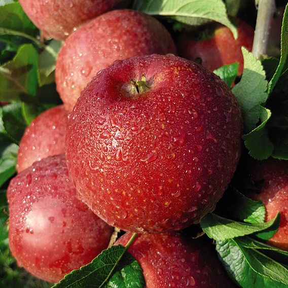 Apple (Malus) Red Windsor