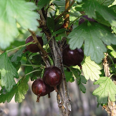 Gooseberry 'Captivator'