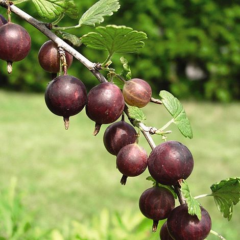 Gooseberry 'Captivator'