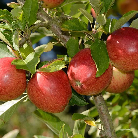 استنساخ شجرة فاكهة