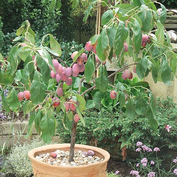 Plum (Prunus) Victoria Patio Standard (St Julien)