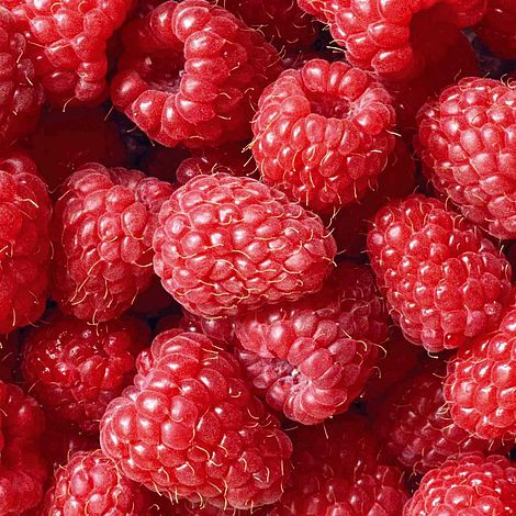 Raspberry 'Glen Prosen' (Summer fruiting)