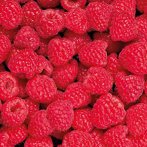 Raspberry 'Glen Prosen' (Summer fruiting)