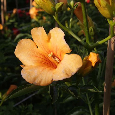 Campsis x tagliabuana 'Yellow Trumpet'