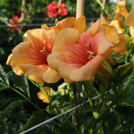 Campsis x tagliabuana 'Yellow Trumpet'