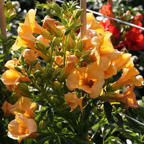 Campsis x tagliabuana 'Yellow Trumpet'