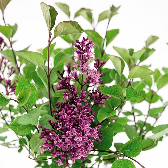 Lilac 'Bloomerang Dark Purple'