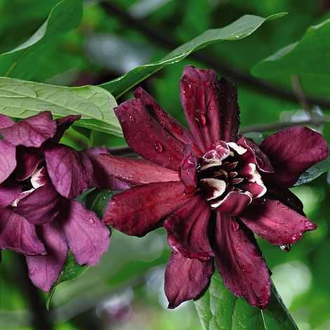 Calycanthus Duo