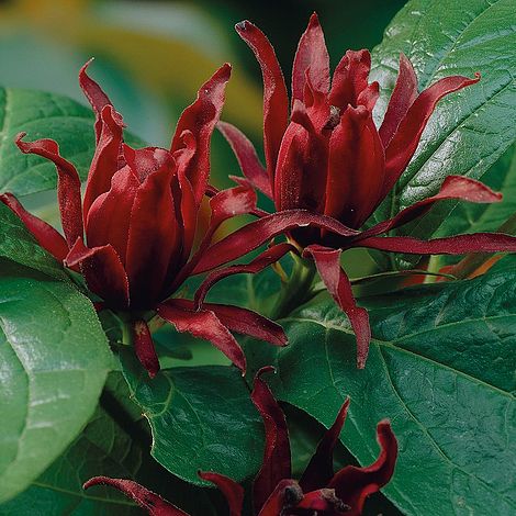 Calycanthus Duo