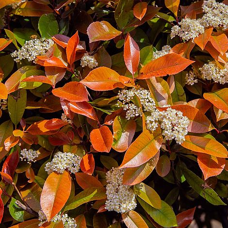 Photinia 'Red Robin' (Standard)