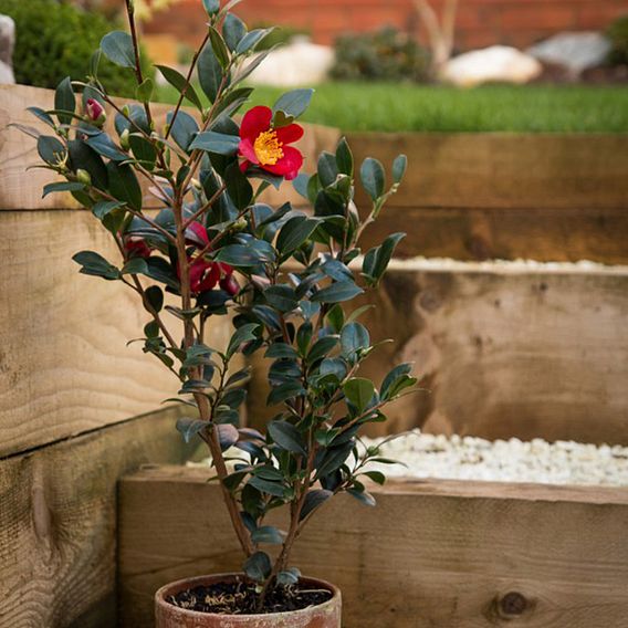 Camellia 'Yuletide'