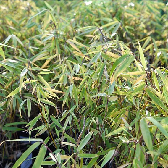 Umbrella Bamboo 'Asian Wonder'