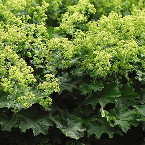 Alchemilla Mollis