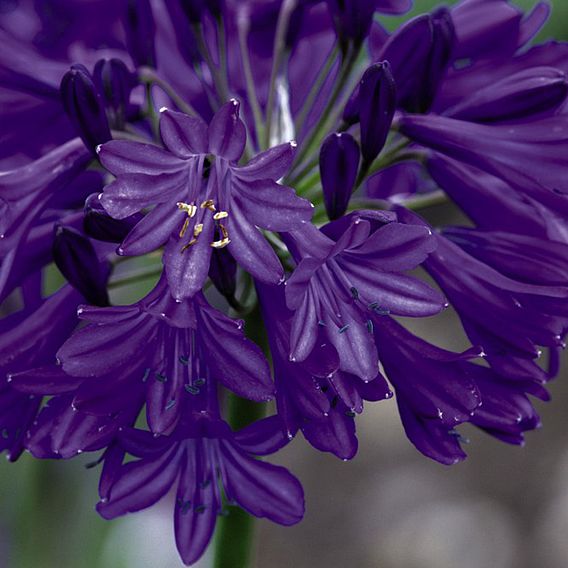 Agapanthus 'Northern Star'