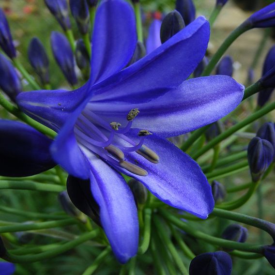 Agapanthus 'Northern Star'