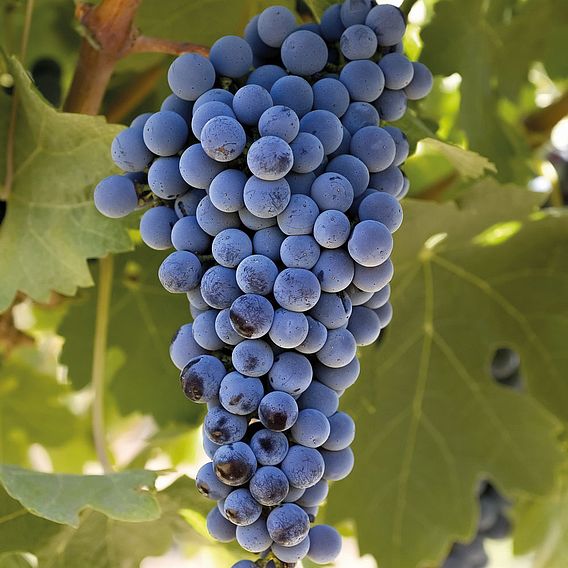 Grape 'Cabernet Sauvignon'