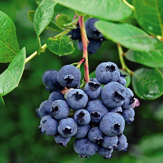 Blueberry 'Darrow'
